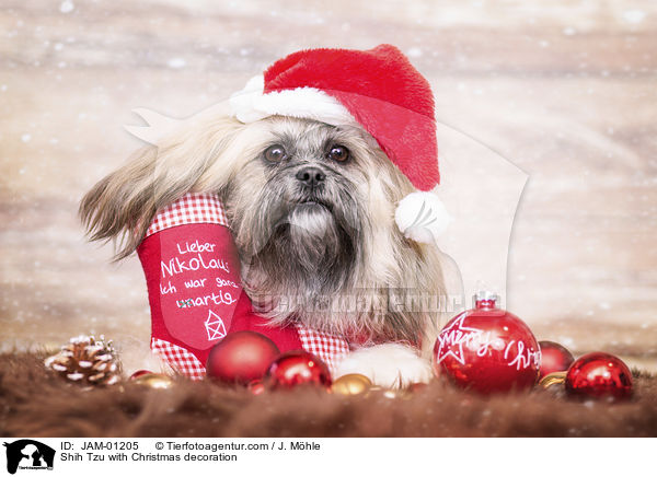 Shih Tzu mit weihnachtlicher Dekoration / Shih Tzu with Christmas decoration / JAM-01205
