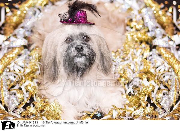 Shih Tzu im Kostm / Shih Tzu in costume / JAM-01213