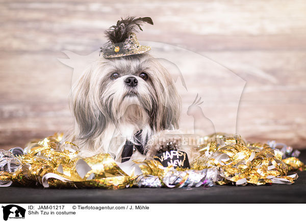 Shih Tzu im Kostm / Shih Tzu in costume / JAM-01217