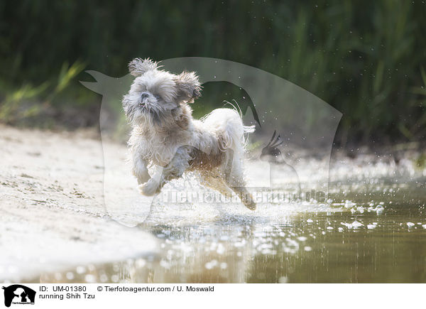 rennender Shih Tzu / running Shih Tzu / UM-01380