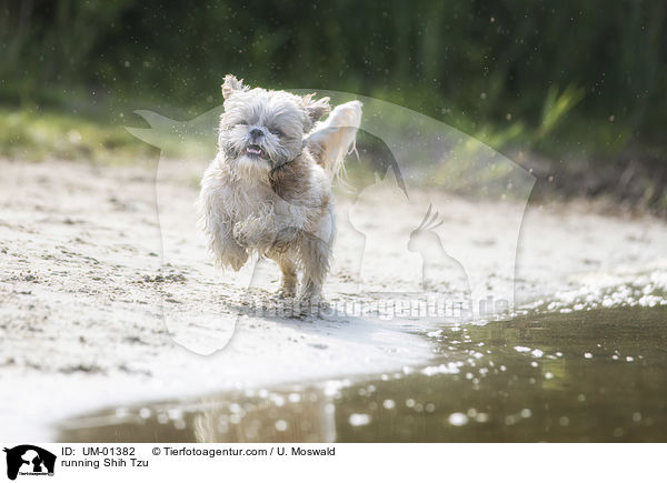 rennender Shih Tzu / running Shih Tzu / UM-01382