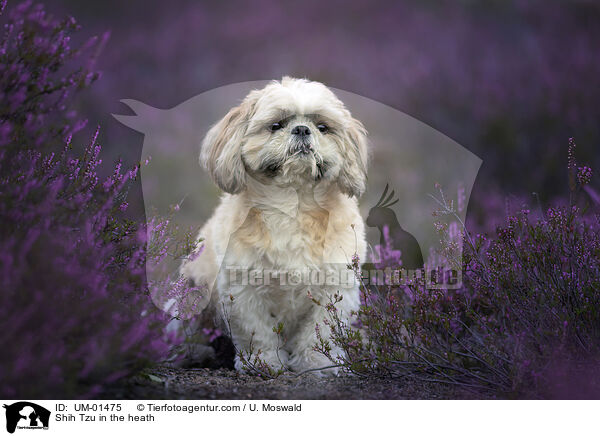 Shih Tzu in der Heide / Shih Tzu in the heath / UM-01475