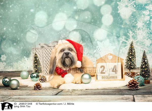 liegender Shih Tzu / lying Shih Tzu / JAM-01348