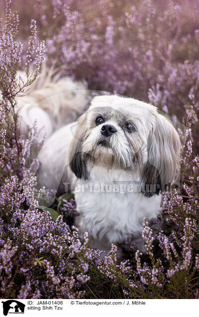 sitzender Shih Tzu / sitting Shih Tzu / JAM-01406