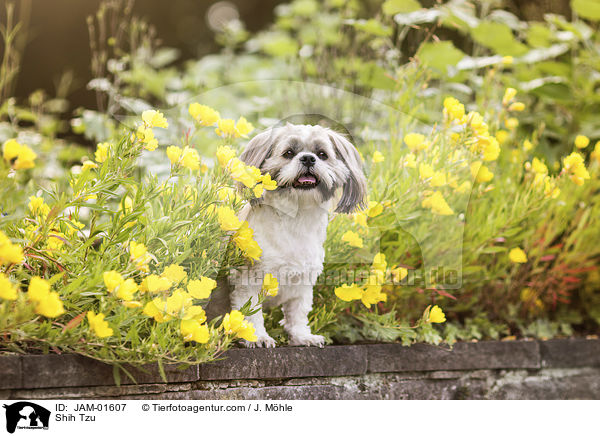 Shih Tzu / Shih Tzu / JAM-01607