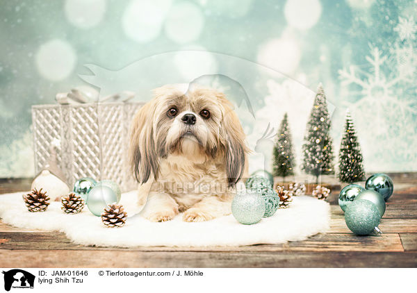 liegender Shih Tzu / lying Shih Tzu / JAM-01646