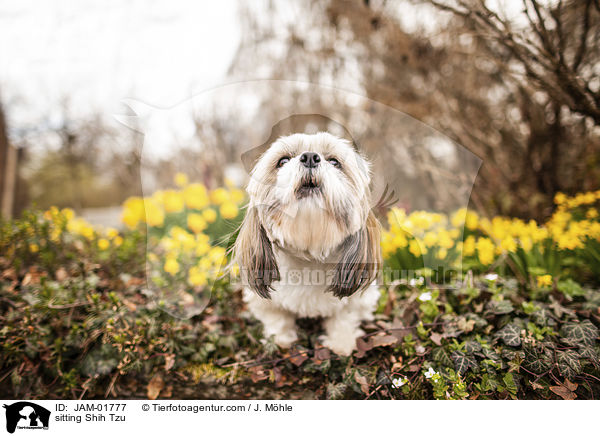 sitzender Shih Tzu / sitting Shih Tzu / JAM-01777