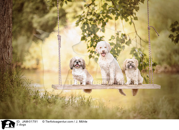 3 Hunde / 3 dogs / JAM-01791