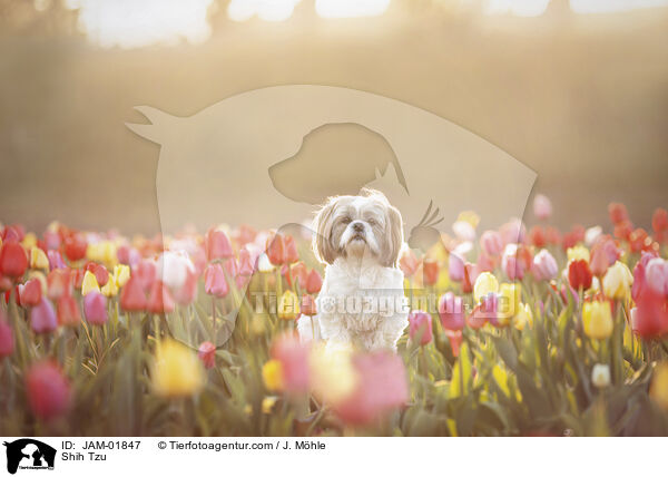 Shih Tzu / Shih Tzu / JAM-01847