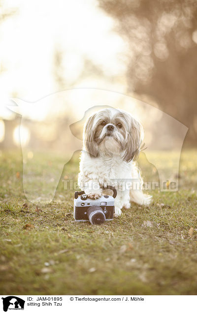 sitzender Shih Tzu / sitting Shih Tzu / JAM-01895