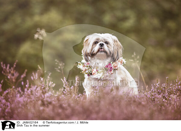 Shih Tzu im Sommer / Shih Tzu in the summer / JAM-02164