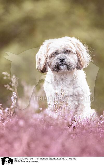 Shih Tzu im Sommer / Shih Tzu in summer / JAM-02166