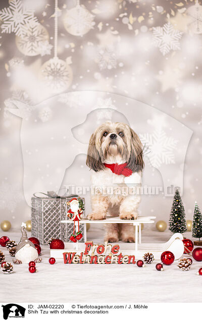 Shih Tzu mit Weihnachtsdeko / Shih Tzu with christmas decoration / JAM-02220