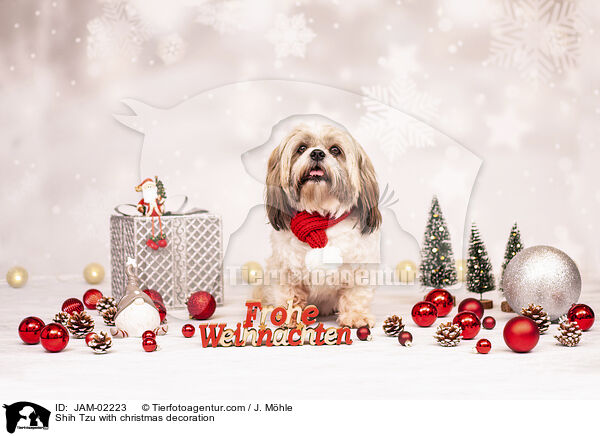 Shih Tzu mit Weihnachtsdeko / Shih Tzu with christmas decoration / JAM-02223