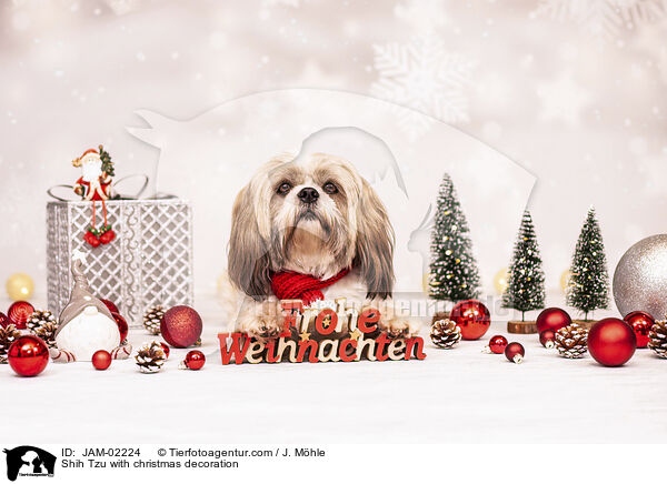 Shih Tzu mit Weihnachtsdeko / Shih Tzu with christmas decoration / JAM-02224