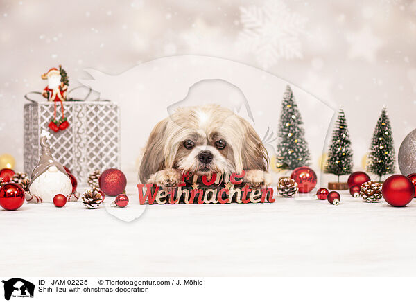 Shih Tzu mit Weihnachtsdeko / Shih Tzu with christmas decoration / JAM-02225
