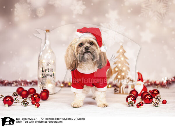 Shih Tzu mit Weihnachtsdeko / Shih Tzu with christmas decoration / JAM-02327