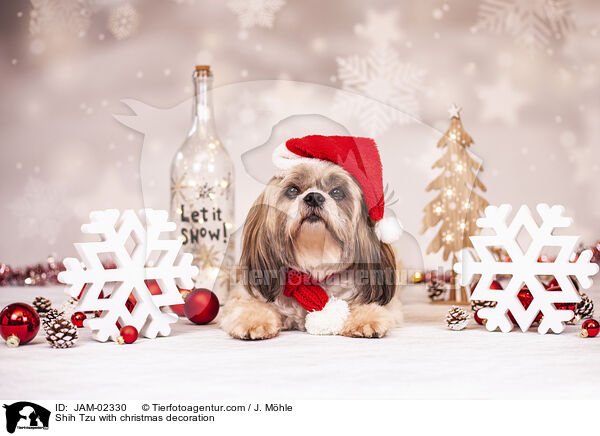 Shih Tzu mit Weihnachtsdeko / Shih Tzu with christmas decoration / JAM-02330
