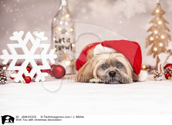 Shih Tzu mit Weihnachtsdeko / Shih Tzu with christmas decoration / JAM-02332