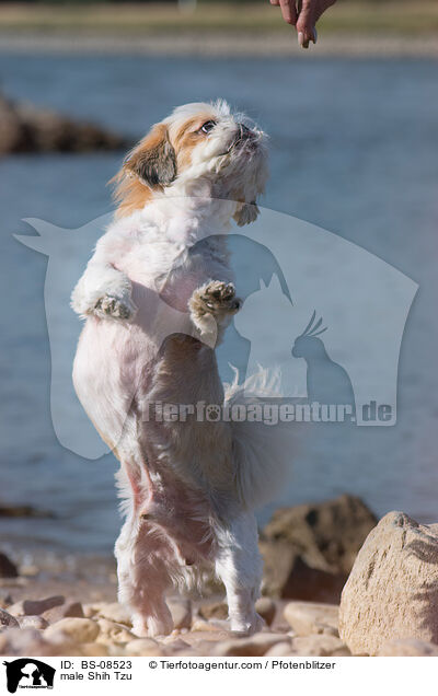 Shih Tzu Rde / male Shih Tzu / BS-08523