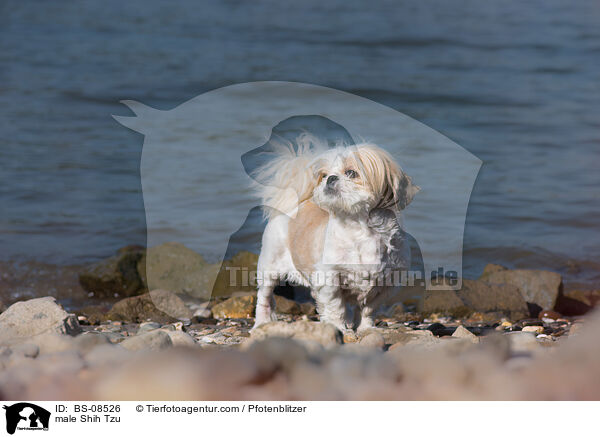 Shih Tzu Rde / male Shih Tzu / BS-08526