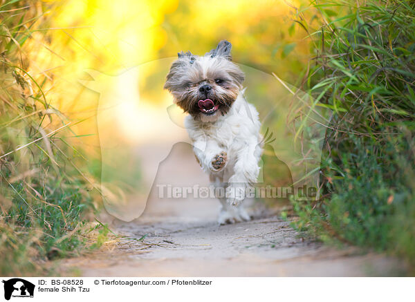 Shih Tzu Hndin / female Shih Tzu / BS-08528