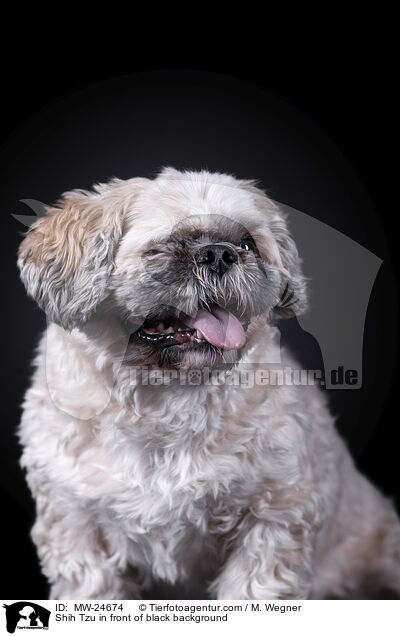 Shih Tzu vor schwarzem Hintergrund / Shih Tzu in front of black background / MW-24674