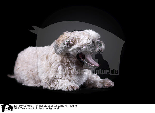 Shih Tzu vor schwarzem Hintergrund / Shih Tzu in front of black background / MW-24675