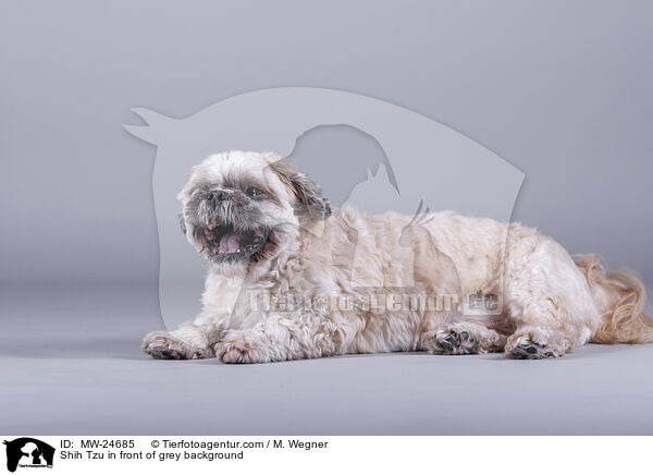 Shih Tzu in front of grey background / MW-24685