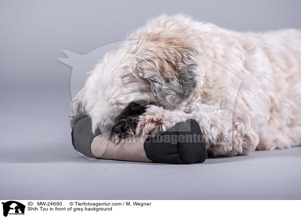 Shih Tzu in front of grey background / MW-24690