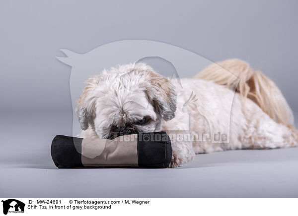 Shih Tzu vor grauem Hintergrund / Shih Tzu in front of grey background / MW-24691