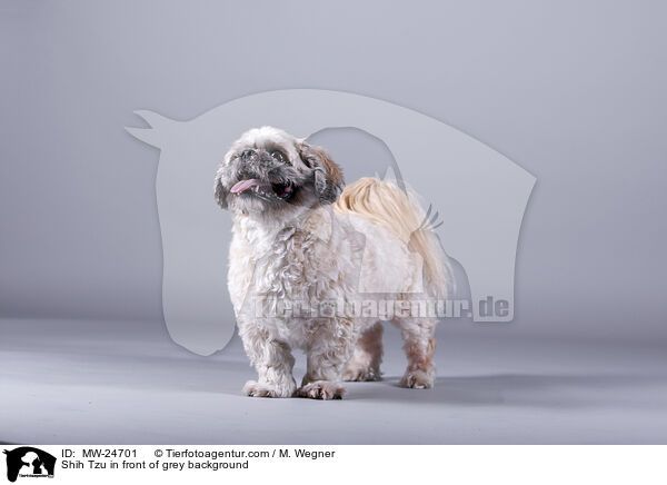 Shih Tzu vor grauem Hintergrund / Shih Tzu in front of grey background / MW-24701