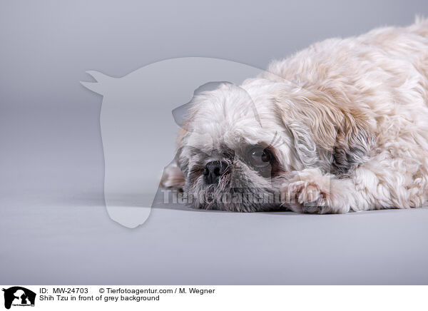 Shih Tzu vor grauem Hintergrund / Shih Tzu in front of grey background / MW-24703