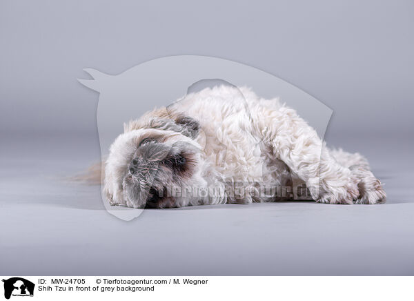 Shih Tzu vor grauem Hintergrund / Shih Tzu in front of grey background / MW-24705