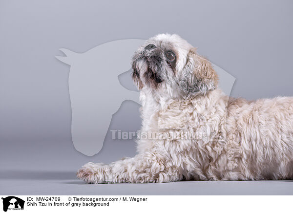 Shih Tzu in front of grey background / MW-24709