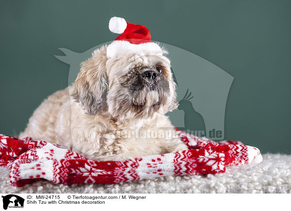 Shih Tzu with Christmas decoration / MW-24715