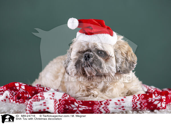 Shih Tzu with Christmas decoration / MW-24716