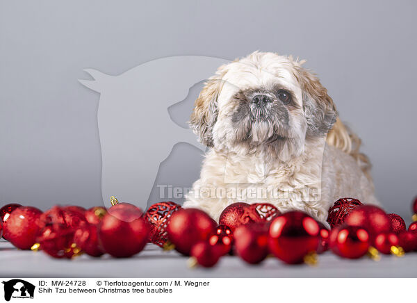 Shih Tzu between Christmas tree baubles / MW-24728