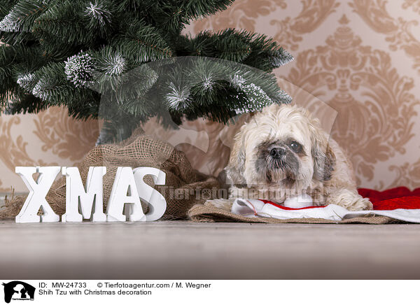 Shih Tzu with Christmas decoration / MW-24733