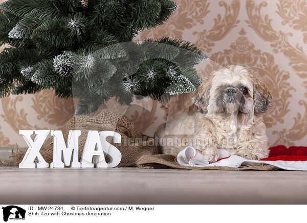 Shih Tzu with Christmas decoration / MW-24734