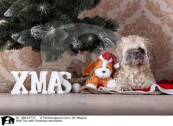 Shih Tzu with Christmas decoration / MW-24737