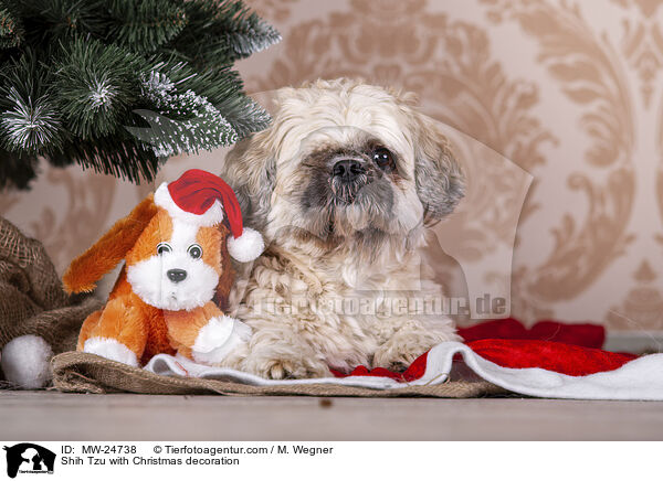 Shih Tzu with Christmas decoration / MW-24738