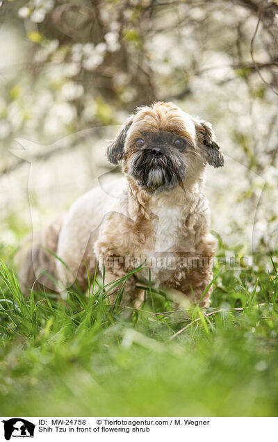 Shih Tzu vor blhendem Strauch / Shih Tzu in front of flowering shrub / MW-24758