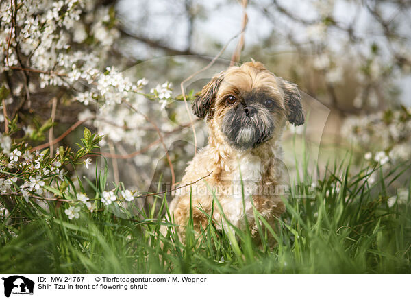 Shih Tzu vor blhendem Strauch / Shih Tzu in front of flowering shrub / MW-24767