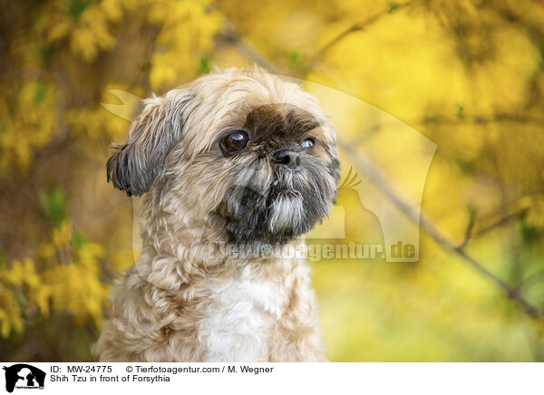Shih Tzu vor Forsythia / Shih Tzu in front of Forsythia / MW-24775