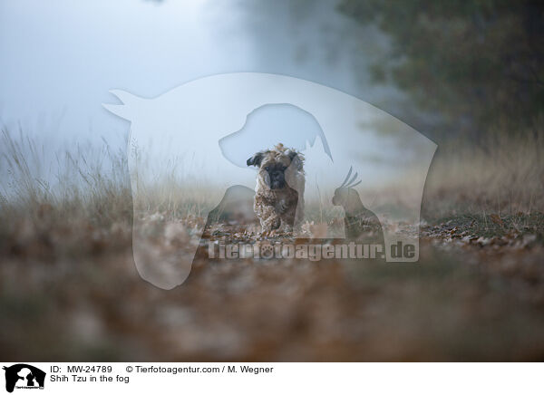 Shih Tzu im Nebel / Shih Tzu in the fog / MW-24789