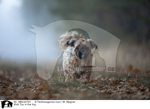 Shih Tzu im Nebel / Shih Tzu in the fog / MW-24791