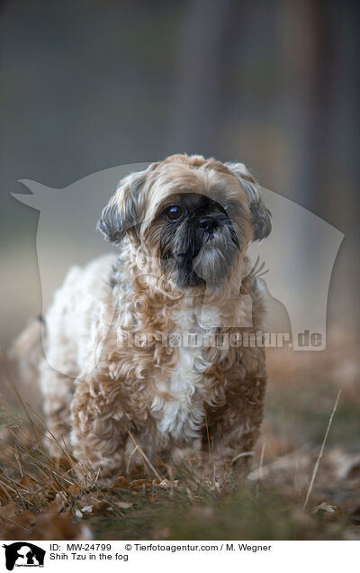 Shih Tzu im Nebel / Shih Tzu in the fog / MW-24799