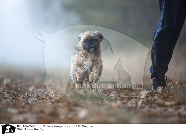 Shih Tzu in the fog / MW-24803