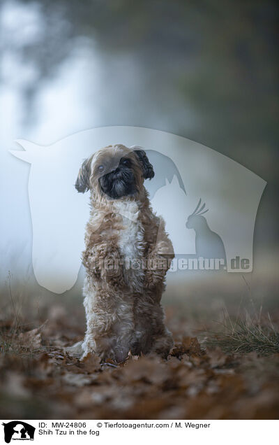 Shih Tzu im Nebel / Shih Tzu in the fog / MW-24806